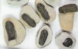 Lot: Assorted Devonian Trilobites - Pieces #76917-4